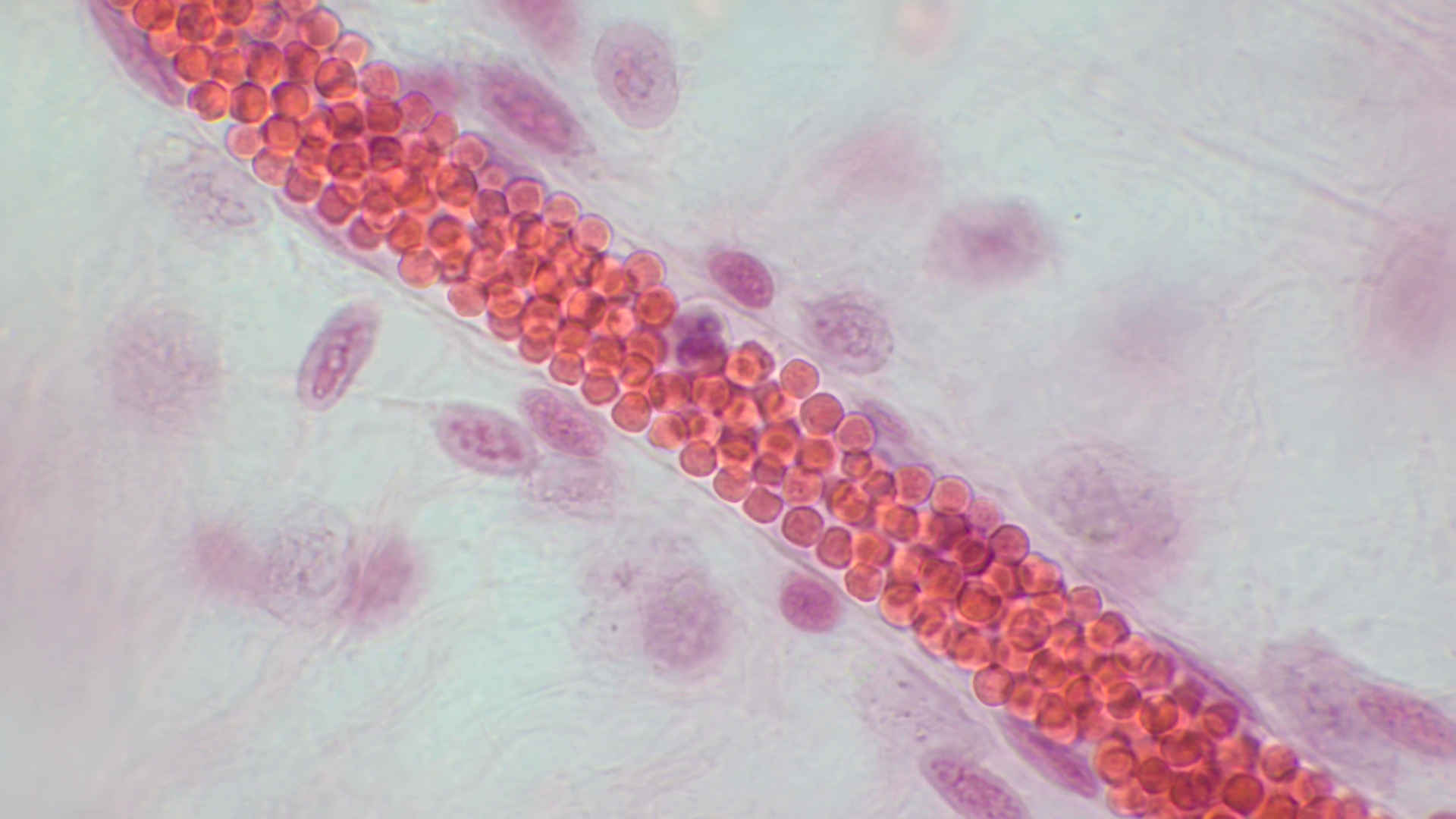 capillary with red blood cells