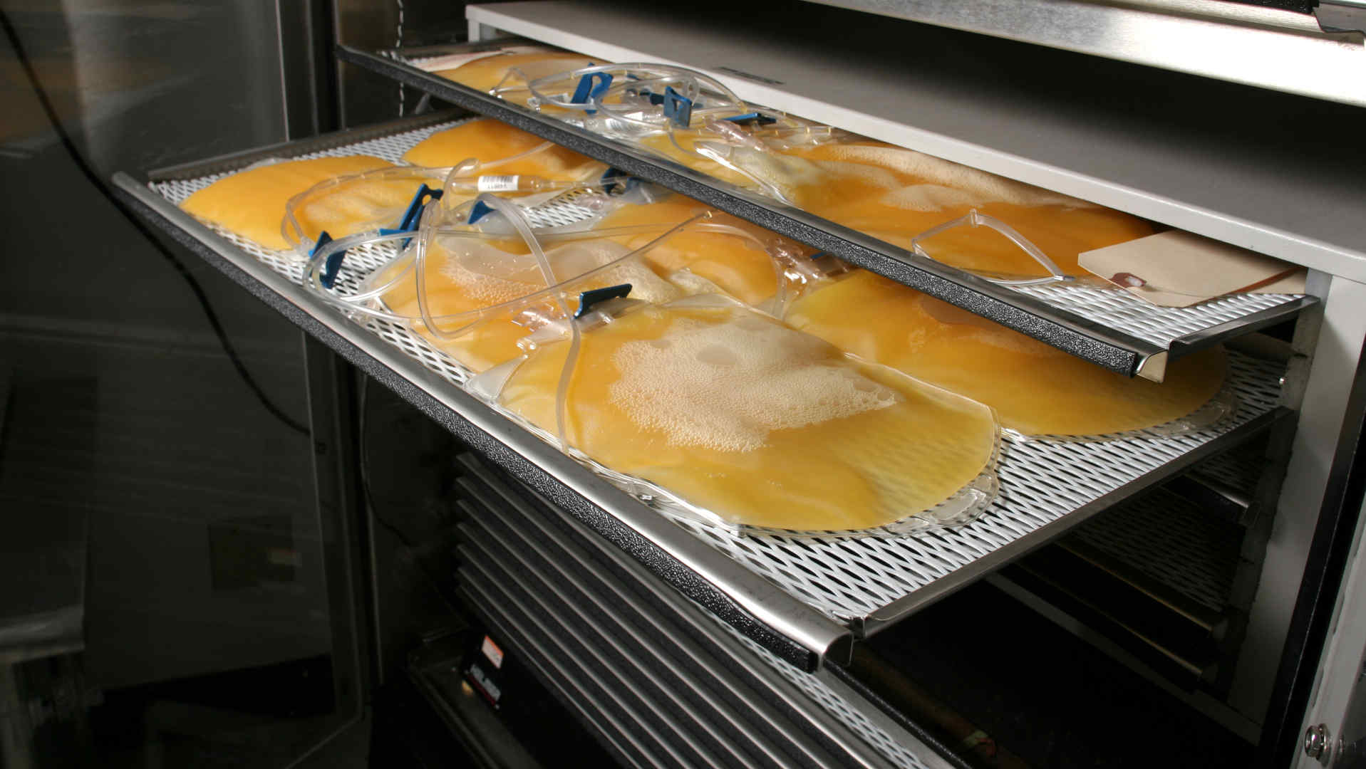 Bags of plasma in fridge