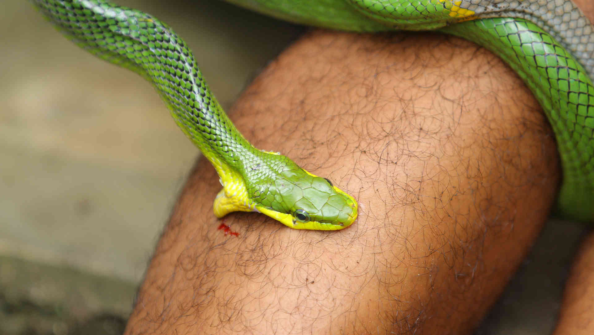 Pharmacist reading a laptop